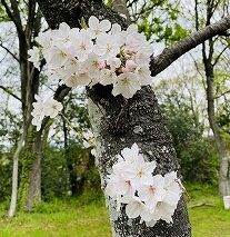季織の家桜